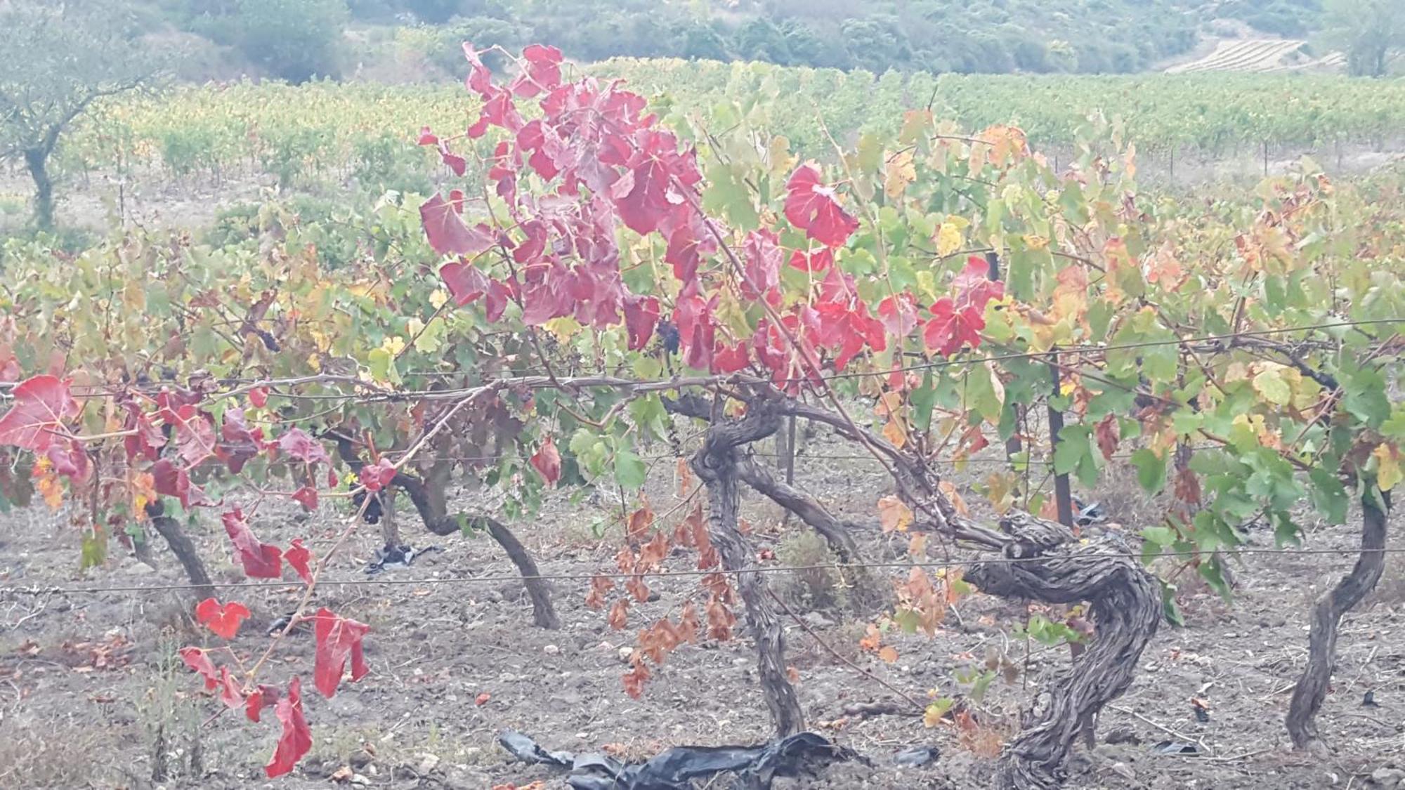 Gite Dans Ancienne Bergerie En Pleine Garrigue Fraissé-des-Corbières Exterior foto